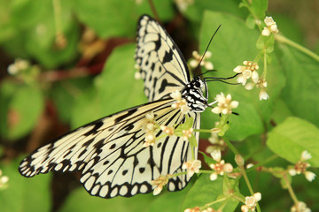 Butterfly Garden - Penang