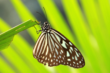 Butterfly Garden - Penang