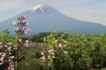 富士山