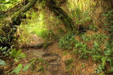 Jungle / Rainforest at Beremban Mountain - Malaysia