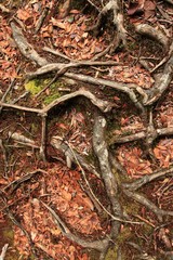 Jungle / Rainforest at Beremban Mountain - Malaysia