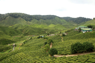 Tea Plantation, Malaysia