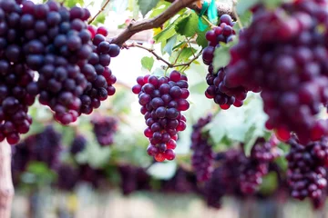 Fotobehang paars biologisch fruit in de wijngaard. stelletje rijpe verse druiven in de natuurtuin om wijn of sap te maken. © Rattanachai