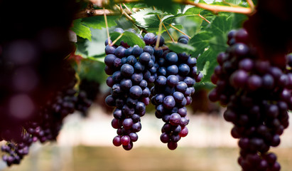 purple organic fruit in vineyard . bunch of ripe fresh grape at nature garden to make wine or juice .