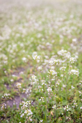 Obraz na płótnie Canvas A field with small white wildflowers on a blurry background. Nature view