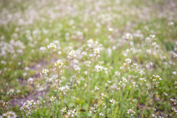 Obraz premium A field with small white wildflowers on a blurry background. Nature view