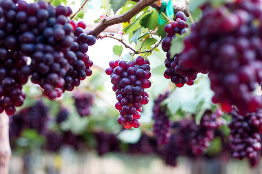 purple organic fruit in vineyard . bunch of ripe fresh grape at nature garden to make wine or juice .