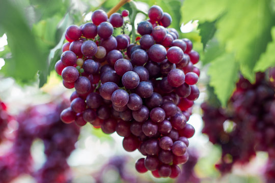 purple organic fruit in vineyard . bunch of ripe fresh grape at nature garden to make wine or juice . - Powered by Adobe