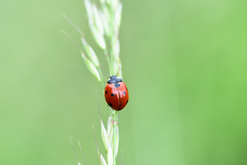 Soft focused fresh ears of young green grass and ladybug on nature in spring summer field close-up of macro with free space for text .