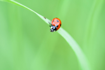Soft focused fresh ears of young green grass and ladybug on nature in spring summer field close-up of macro with free space for text .