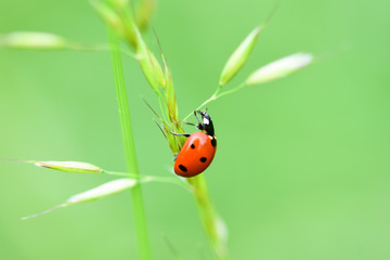 Soft focused fresh ears of young green grass and ladybug on nature in spring summer field close-up of macro with free space for text .
