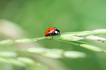 Soft focused fresh ears of young green grass and ladybug on nature in spring summer field close-up of macro with free space for text .