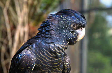 An adult red-tailed black cockatoo (Calyptorhynchus banksii) in Victoria, Australia.