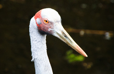 An adult brolga (Grus rubicunda) up close in Victoria, Australia.