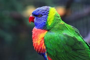 An adult rainbow lorikeet (Trichoglossus moluccanus) in New South Wales, Australia.