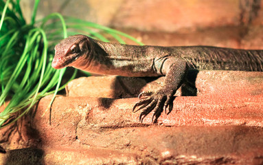 Mertens' water monitor (Varanus mertensi) in a rocky habitat in Australia.