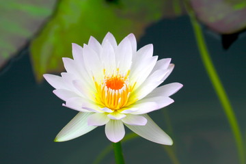 beautiful background waterlily flower , wallpaper