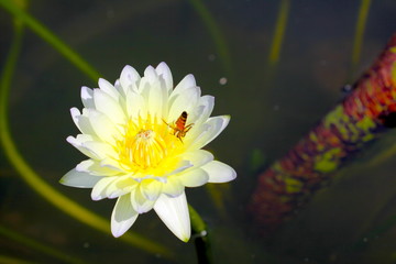 beautiful background waterlily flower , wallpaper