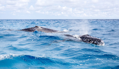 Two humpback whales breathing at the surface on Lady Elliot Island in the southern great barrier...
