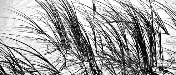 Close up of dune grass at the beach