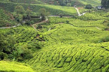 Tea Plantation, Malaysia