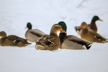 Duck