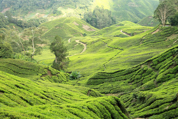 Tea Plantation, Malaysia