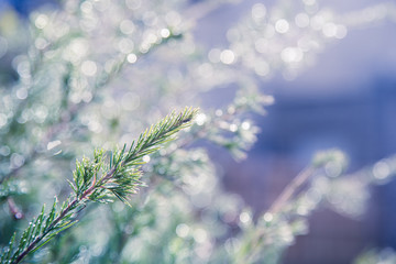 Close up of a garden shrub early morning with sunlight and dew creating bokeh effect