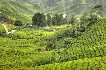 Tea Plantation, Malaysia