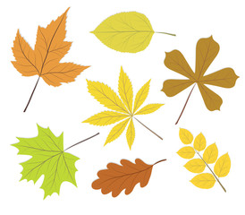 Naklejka na ściany i meble collection beautiful colourful autumn leaves isolated on white background. vector illustration