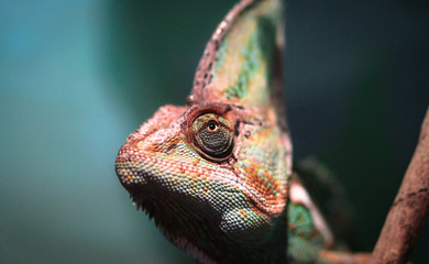 Veiled chameleon (Chamaeleo calyptratus) peeking out of the shade in a dense forest, photographed in Australia.