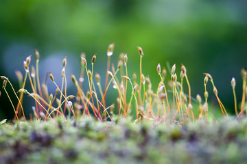 Delicate moss sprouts on a green blurred background of a forest with sunlight