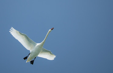  Swan Flying in a Blue Sky