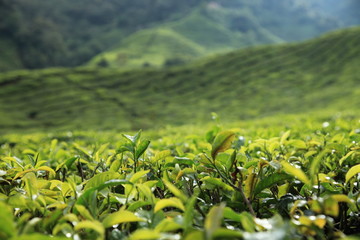 Tea Plantation, Malaysia