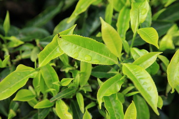 Tea Plantation, Malaysia