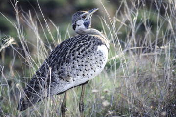 Blackbellied Korhaan (Eupodotis melanogaster), Kruger National Park, Mpumalanga, South Africa