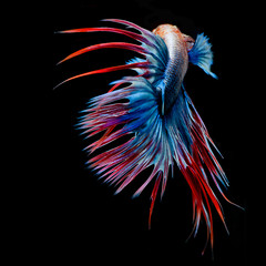 Obraz premium Fighting fish, colorful background, Halfmoon betta fish, Siamese fighting fish