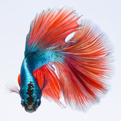 Fighting fish, colorful background, Halfmoon betta fish, Siamese fighting fish