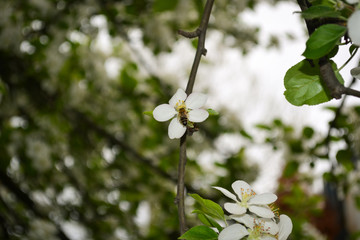 Bee on the flower. Spring time