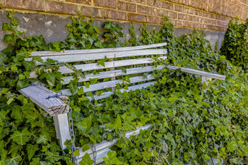 Wooden bench overgrown with lush vegatation, wide