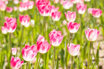 Pink color blooming tulip flower on garden background