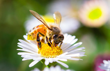 A honeybee drinks nectar and collects pollen from a daisy in Melbourne, Australia.