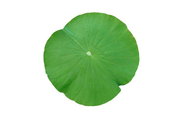 Fototapeta na wymiar Lotus leaf isolated on white background with clipping path.