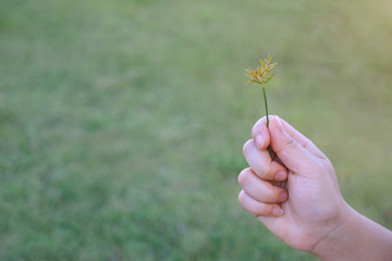 Hand of woman hold flowering grass while relaxing in the field.