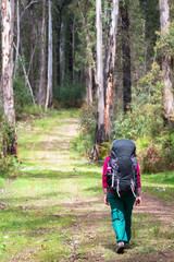 A hiker walks along a grassy path in the Cathedral Range State Park, Victoria, Australia.