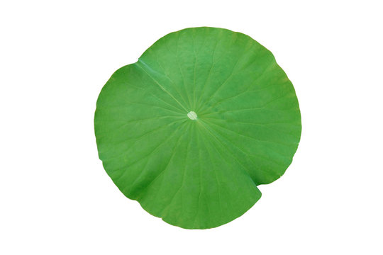 Lotus leaf isolated on white background with clipping path.