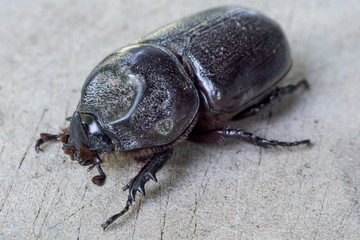 Close up of coconut rhinoceros beetle on wood