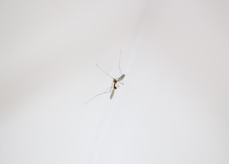 A close-up or macro of a Mosquito on a white background