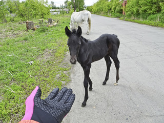 Black monthly foal with his mother horse