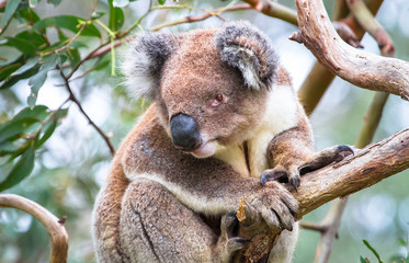 Obraz premium An adult koala (Phascolarctos cinereus) in a eucalyptus tree in the Great Otway National Park, Victoria, Australia.